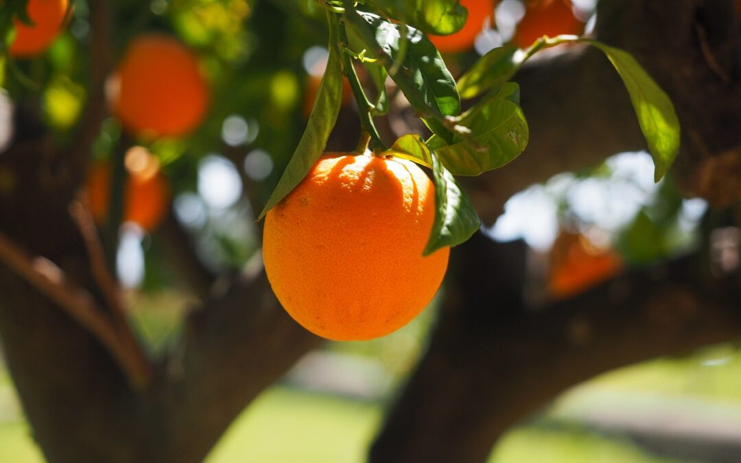 Prophetic Word – How Does Fruit Grow?